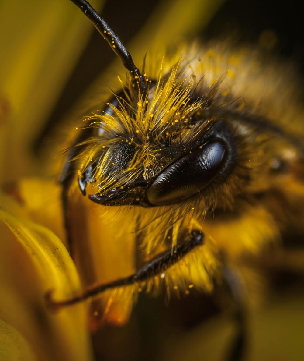 bee pollen