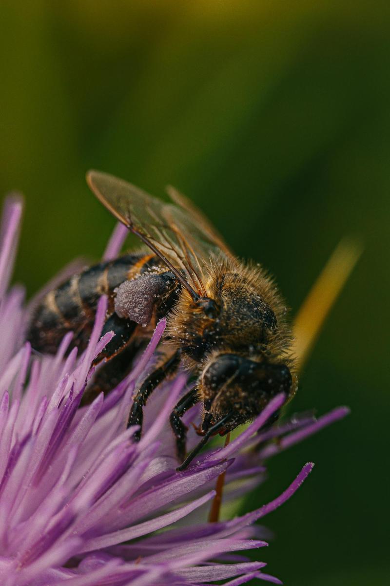 bee pollen