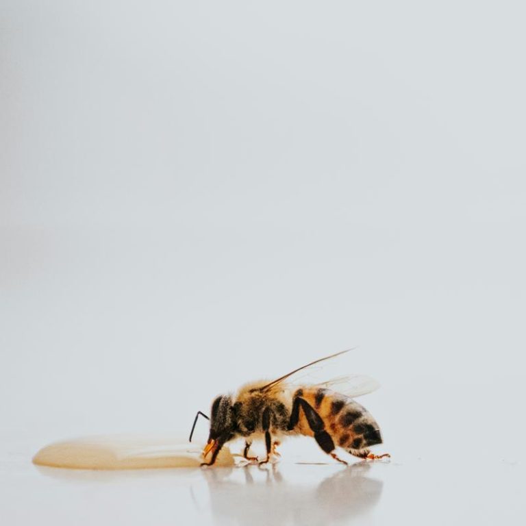 bee-pollen-942045d1678e423abd31ac793e452621