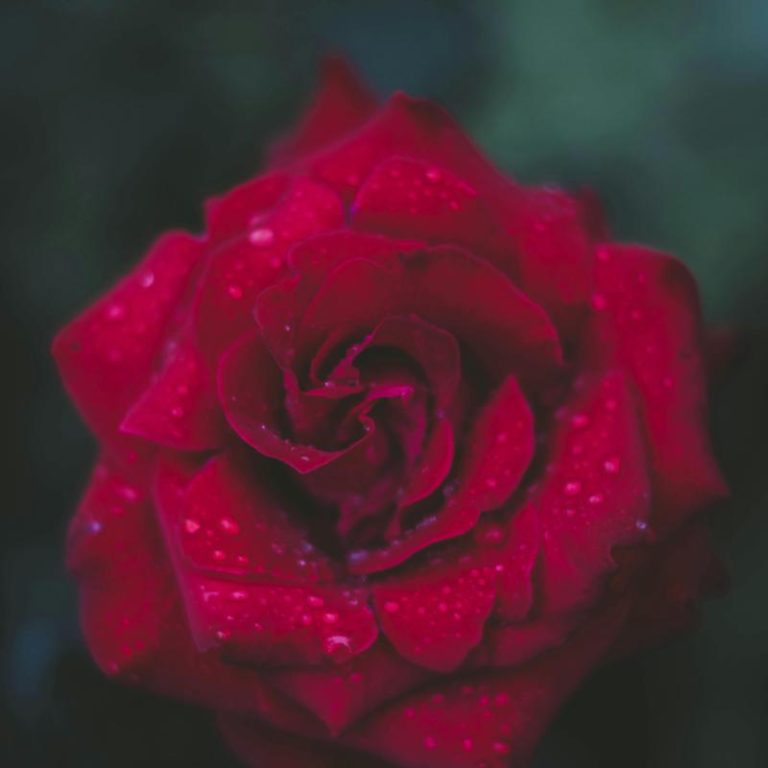 rose-garden-4bbf22d51089447ba64957bdff89cbb4