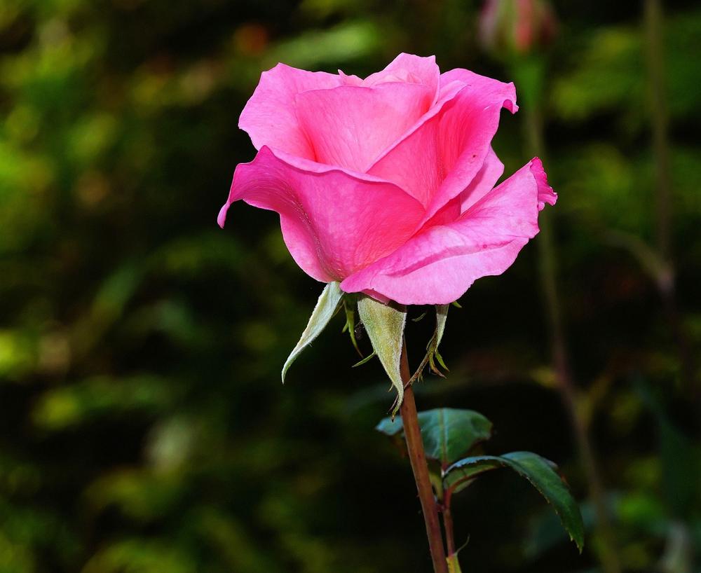 rose garden